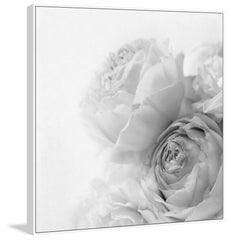 Roses II