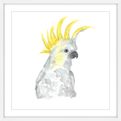 Cockatoo