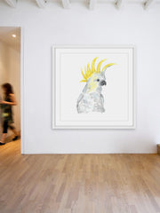 Cockatoo