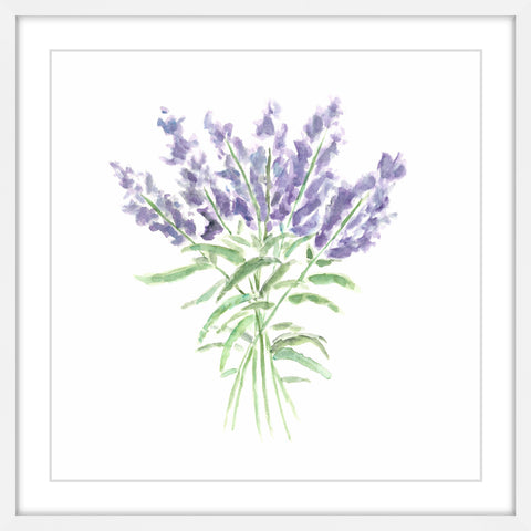 Lavender Herbs