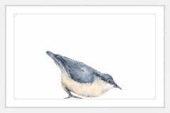 Nuthatch Bird II