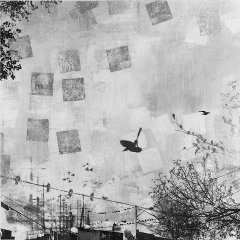 Crow Flies