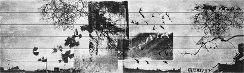 Dark Birds in Flight