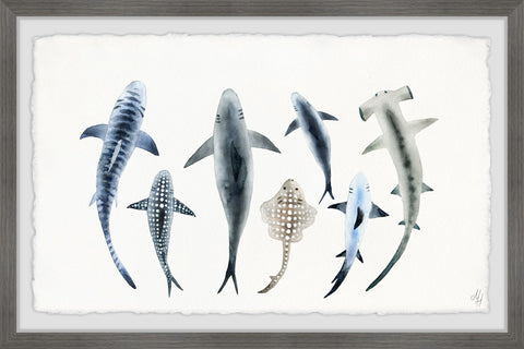 Shark Types II