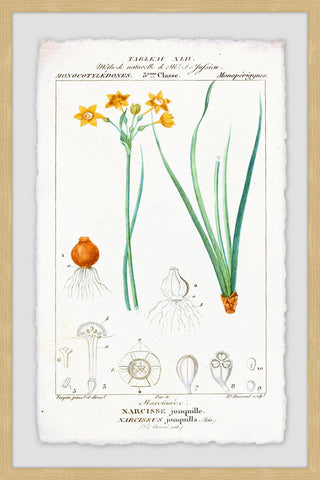 Jonquil Genus
