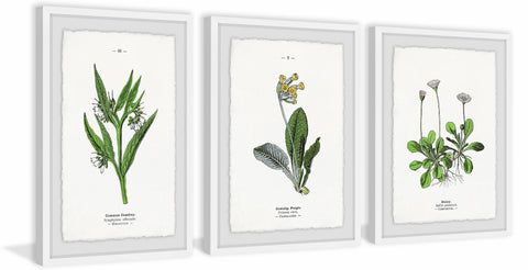 Pulsatilla Flowers Triptych