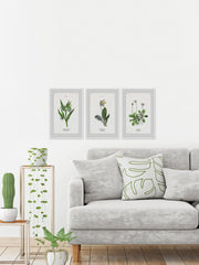 Pulsatilla Flowers Triptych