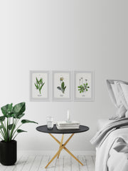 Pulsatilla Flowers Triptych