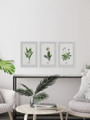 Pulsatilla Flowers Triptych