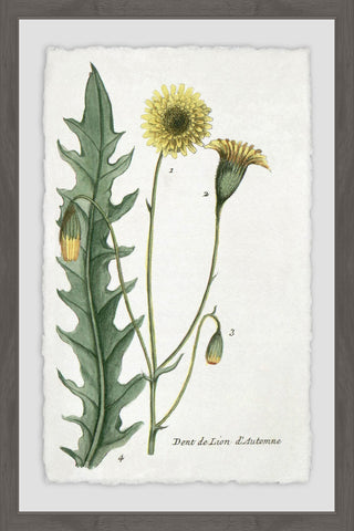 Dandelion