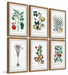 Plantas Jali Hexaptych