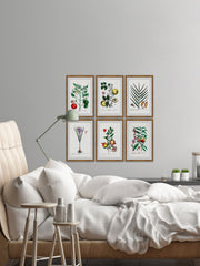 Plantas Jali Hexaptych