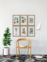 Plantas Jali Hexaptych