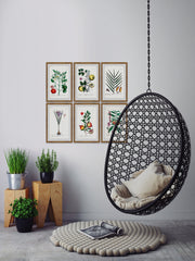 Plantas Jali Hexaptych