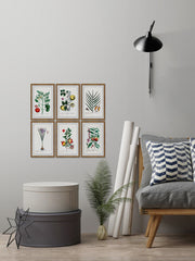 Plantas Jali Hexaptych