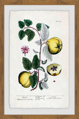 Herbal Fruit Cydonea