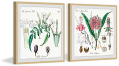 Crinum in My Garden Diptych