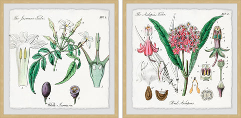 Crinum in My Garden Diptych