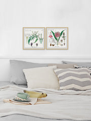 Crinum in My Garden Diptych