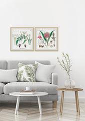 Crinum in My Garden Diptych