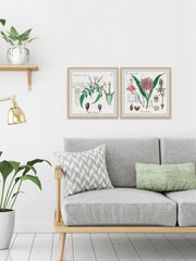 Crinum in My Garden Diptych