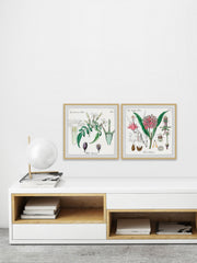 Crinum in My Garden Diptych