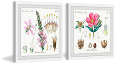 Growing Pink Diptych