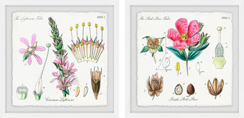 Growing Pink Diptych