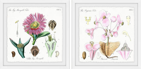 Pink Plant Pair Diptych