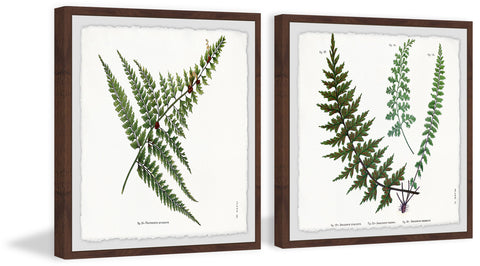 Fern Leaves Diptych