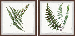 Fern Leaves Diptych