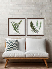Fern Leaves Diptych