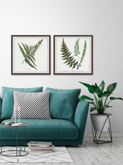 Fern Leaves Diptych