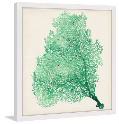 Sea Fan VII