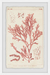 Antique Coral Seaweed VII
