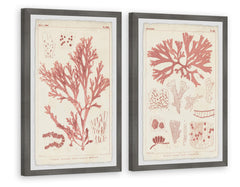 Antique Coral Seaweed VIII Diptych