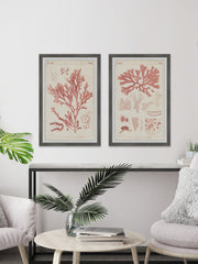 Antique Coral Seaweed VIII Diptych
