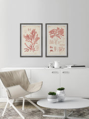 Antique Coral Seaweed VIII Diptych