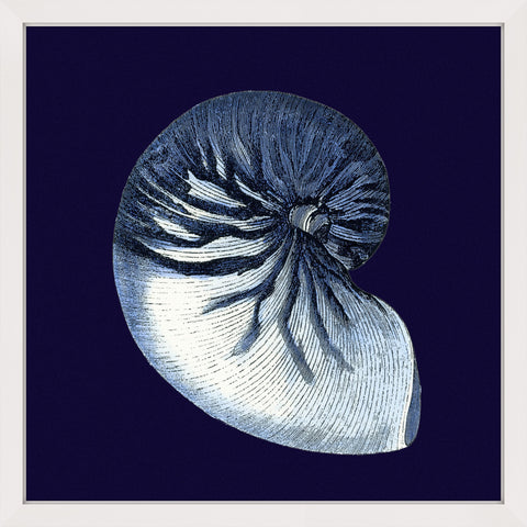 Indigo Shell VII