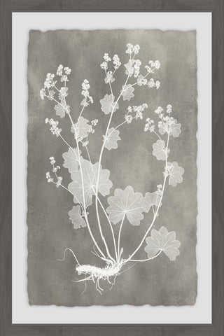 Herbarium Study II
