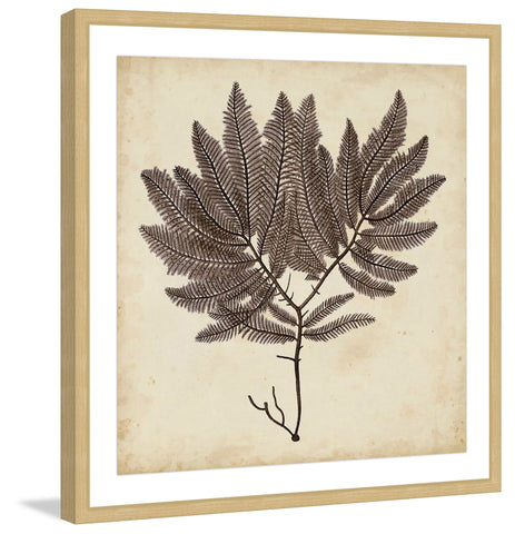 Vintage Seaweed II