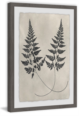 Vintage Fern Study VI