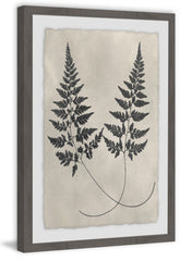 Vintage Fern Study VI