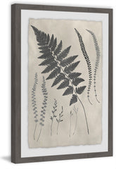 Vintage Fern Study VII