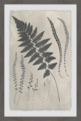 Vintage Fern Study VII