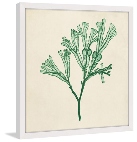 Chromatic Seaweed IV