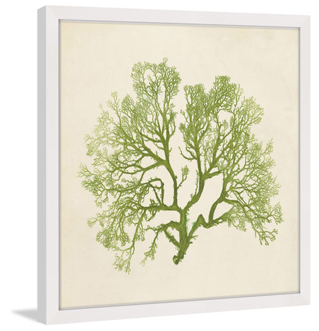 Chromatic Seaweed VI