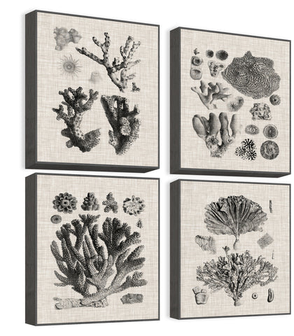 Coral Specimen Quadriptych