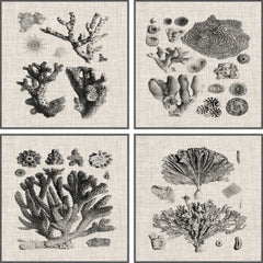 Coral Specimen Quadriptych