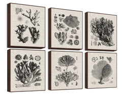 Coral Specimen II Hexaptych